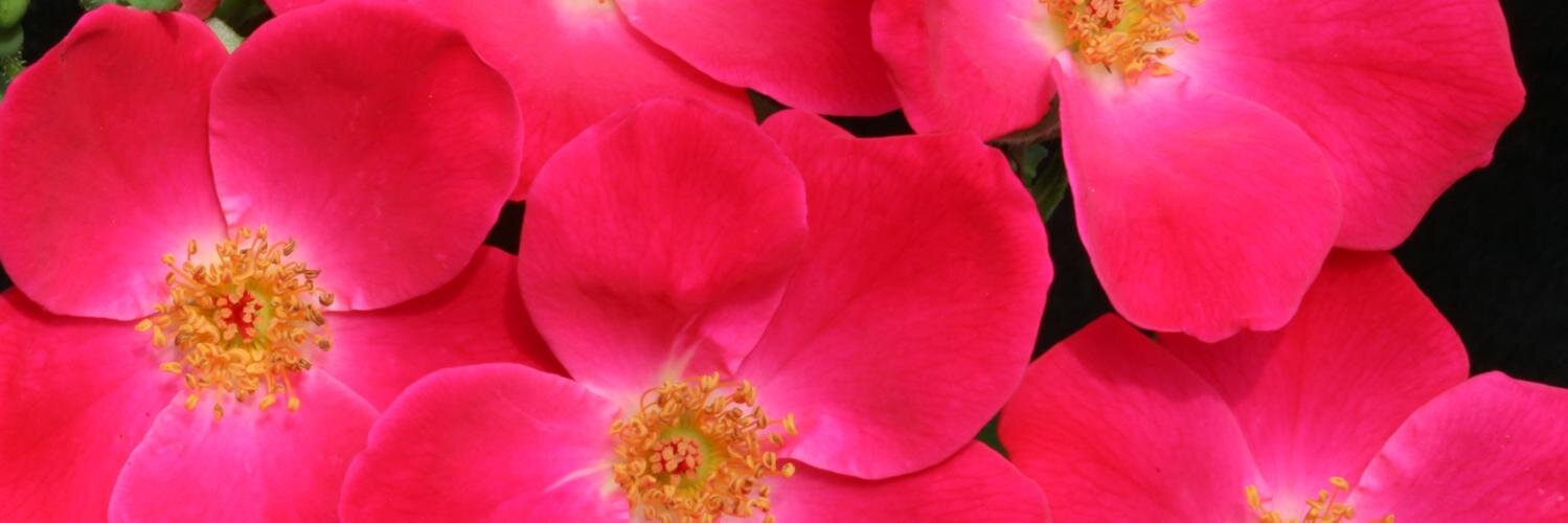 casverina's profile banner image