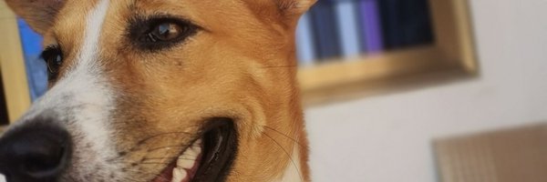 Mefya4 Profile Banner