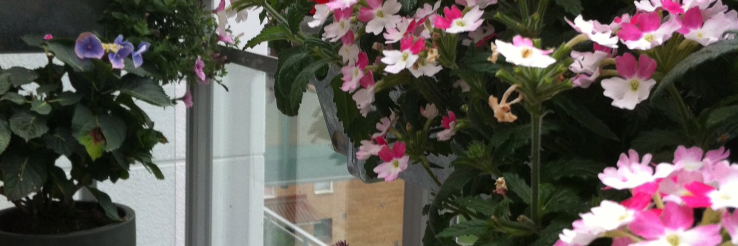 Viola Lundberg banner