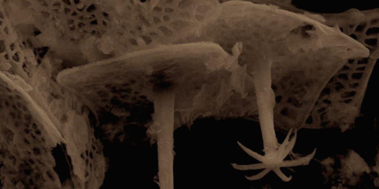 Complex Life NAI banner