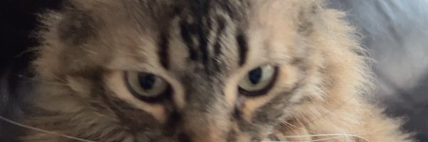 piolito18 Profile Banner