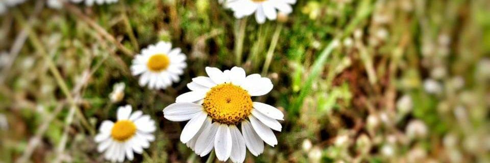 Mustafa__Oktem's profile banner image