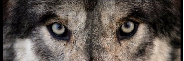 Wolfhuz's profile banner image
