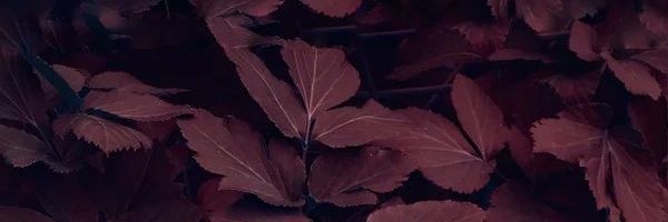 𝕴𝘳𝘢 𝕭𝘭𝘰𝘰𝘥 banner