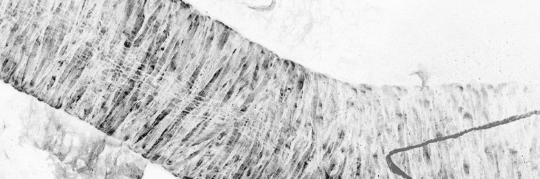 Milene_Freneau's profile banner image