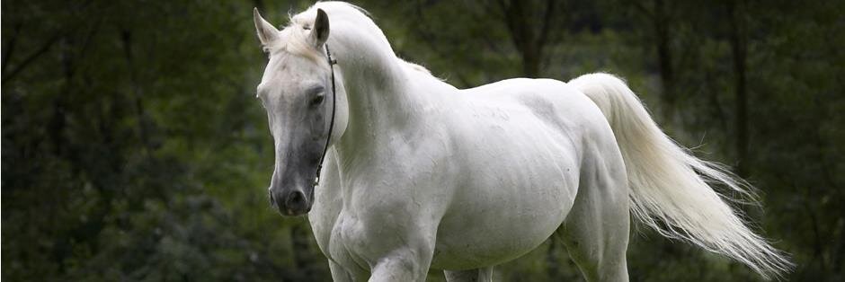 Citrus*Limetta banner