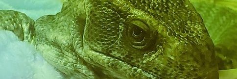 へびっこ母ちゃん banner