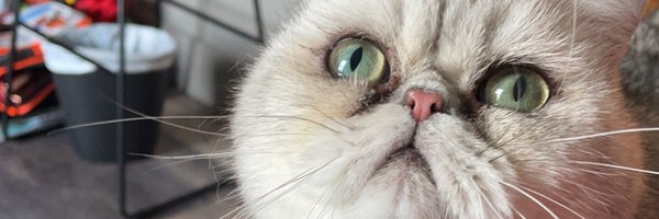 gfarabeeDO Profile Banner