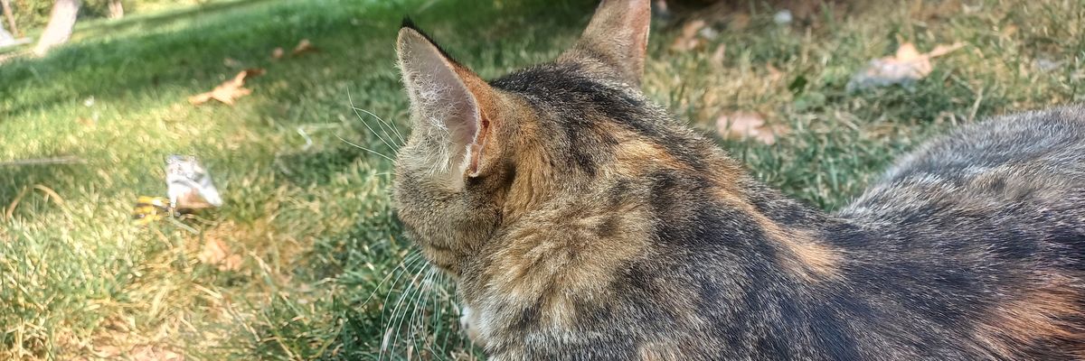 _itsevda_'s profile banner image