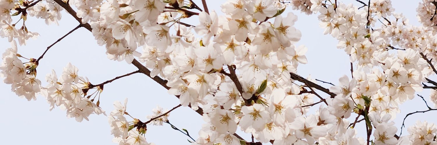 sarabeluna's profile banner image