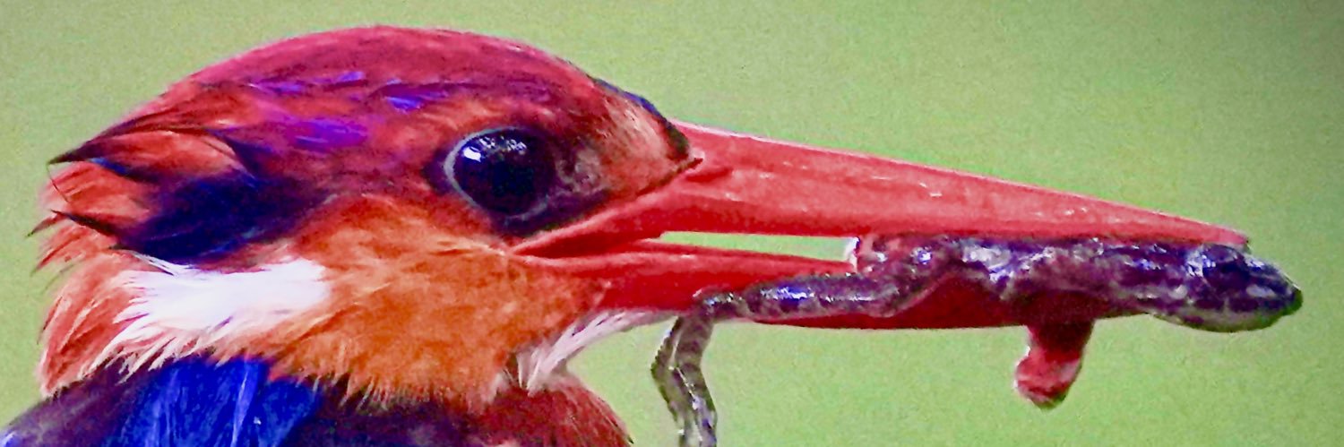 madmanhawk's profile banner image