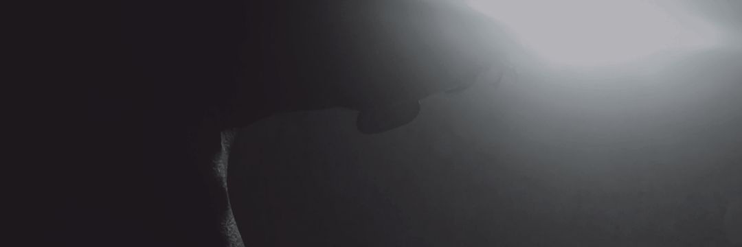 ⚜️zack⚜️ banner