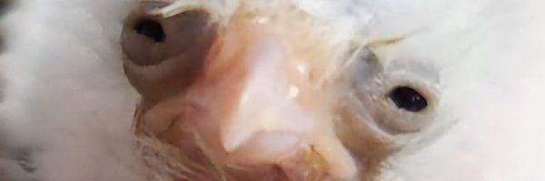 AlphaOmega38 Profile Banner