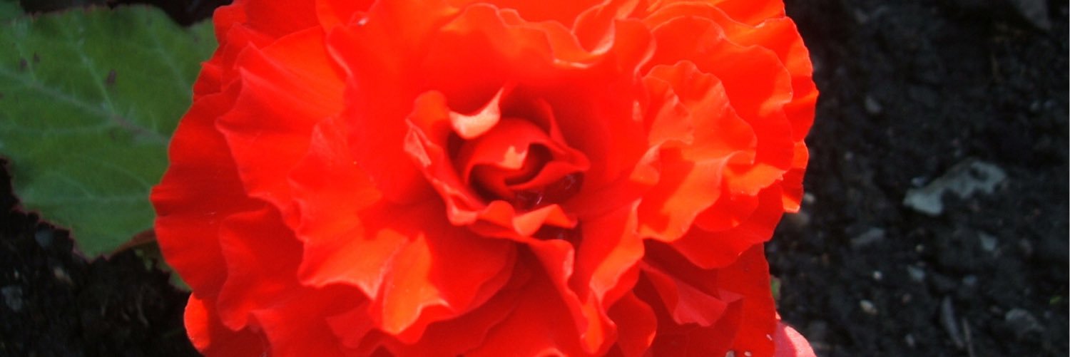 garfieldkay's profile banner image