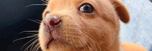 Ed The Lazy Dog banner