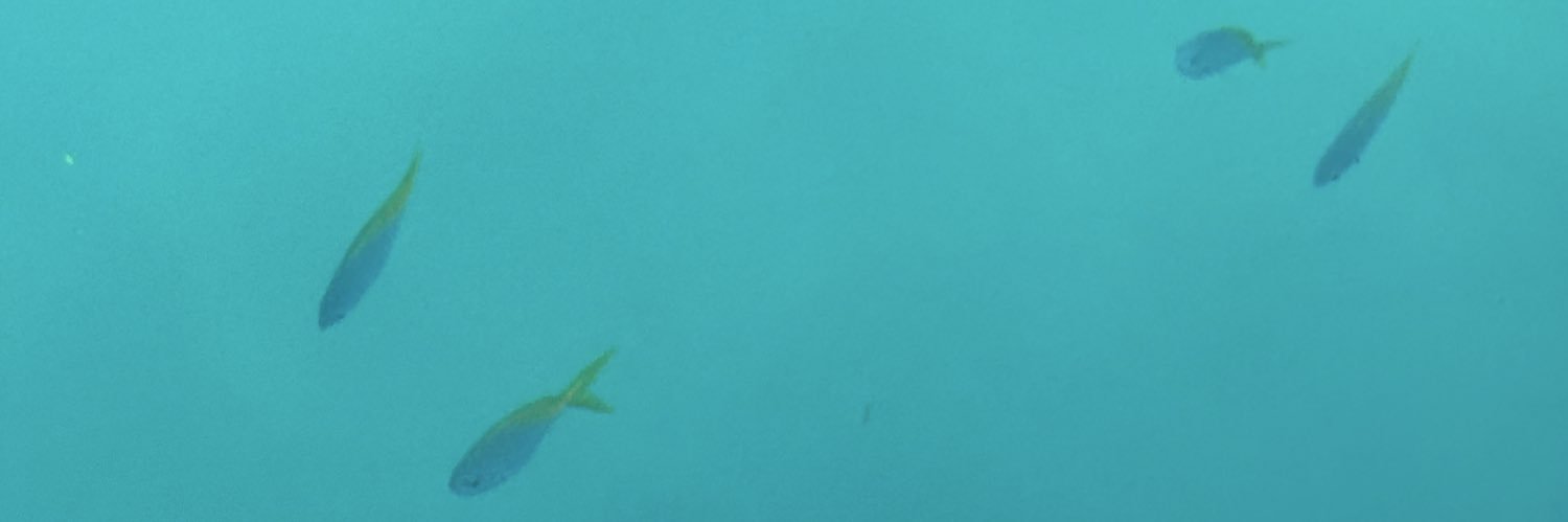 ปลาน้อย🐠🪼 banner