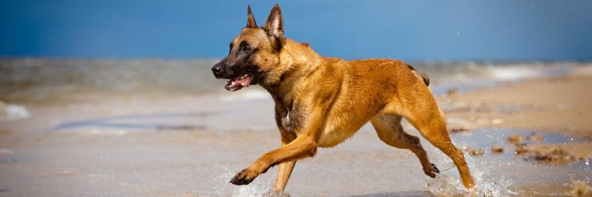 Keyser Söze کایزر شوزه's banner