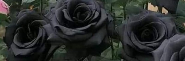 bevbloggs's profile banner image