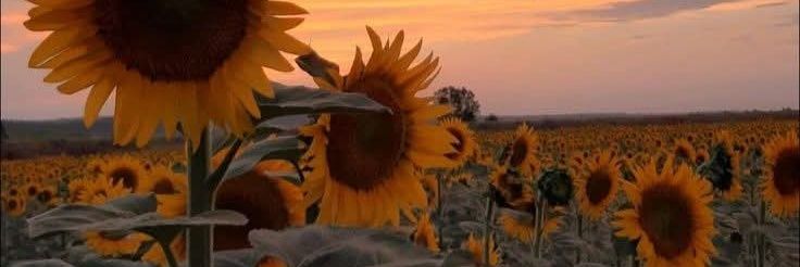 Mayala86's profile banner image