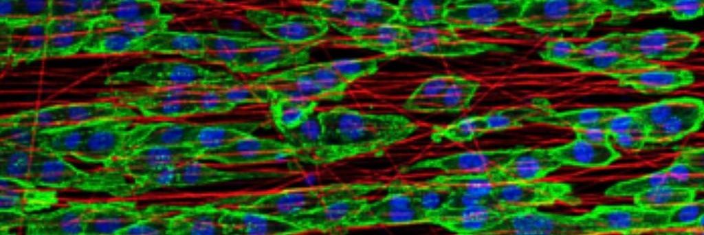 Biomaterials For Regenerative Therapies banner