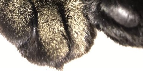 Poezenbeest's profile banner image