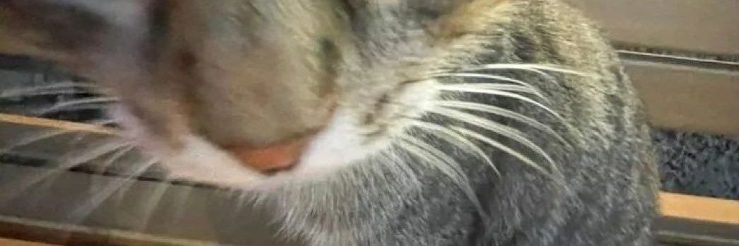 cat 🍏🍎 banner