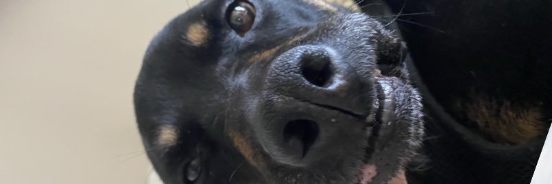 LexieReins's profile banner image