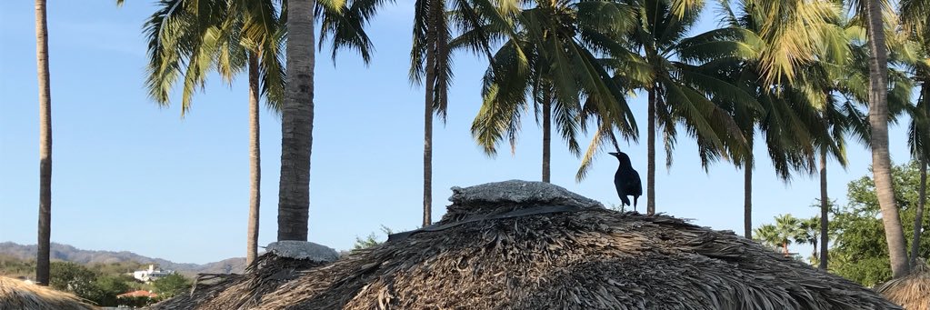 Robin Perelle banner