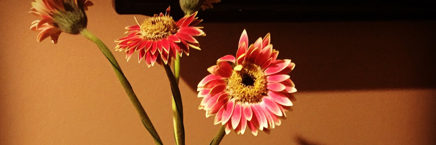 SharonOpeach's profile banner image