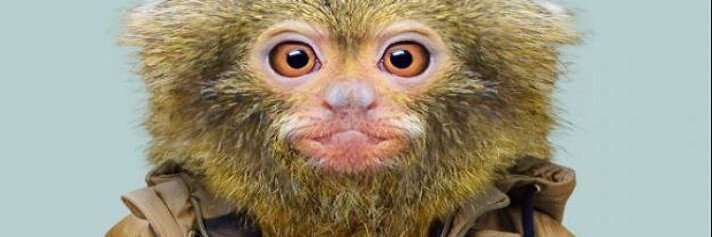 wildlenznft banner
