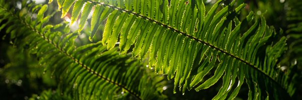 larimer Profile Banner