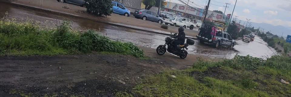 elgallovirtual banner