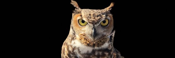 JiveDig Profile Banner