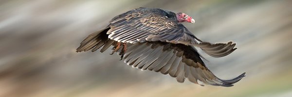 googlespixel Profile Banner