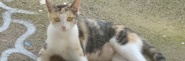 fwer922 Profile Banner