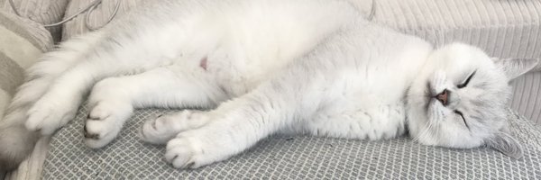 Cats 🐱 Dogs 🐶 Dailyfluffs ❤️ Profile Banner