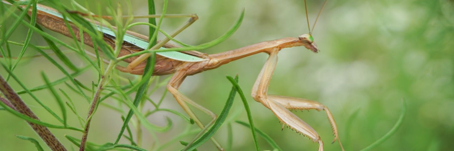Chelsea Skojec banner
