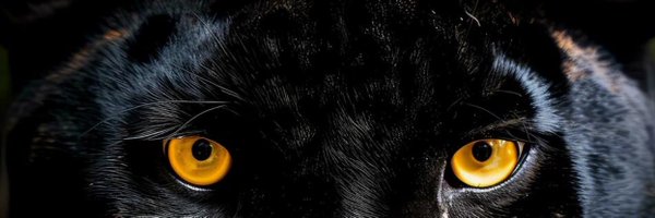 LdYPanthersM Profile Banner