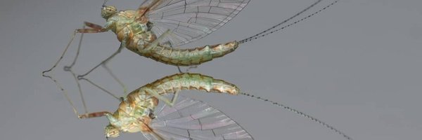 NHM_SmallOrders Profile Banner