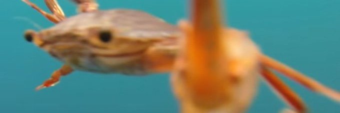 Chieftaincore banner