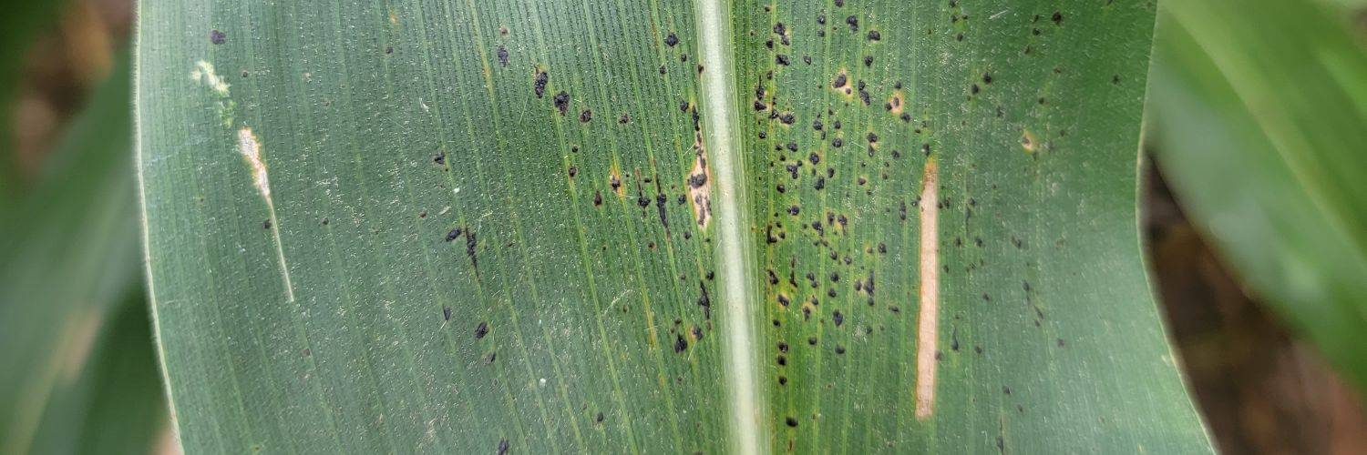 Morgan Goodnight banner