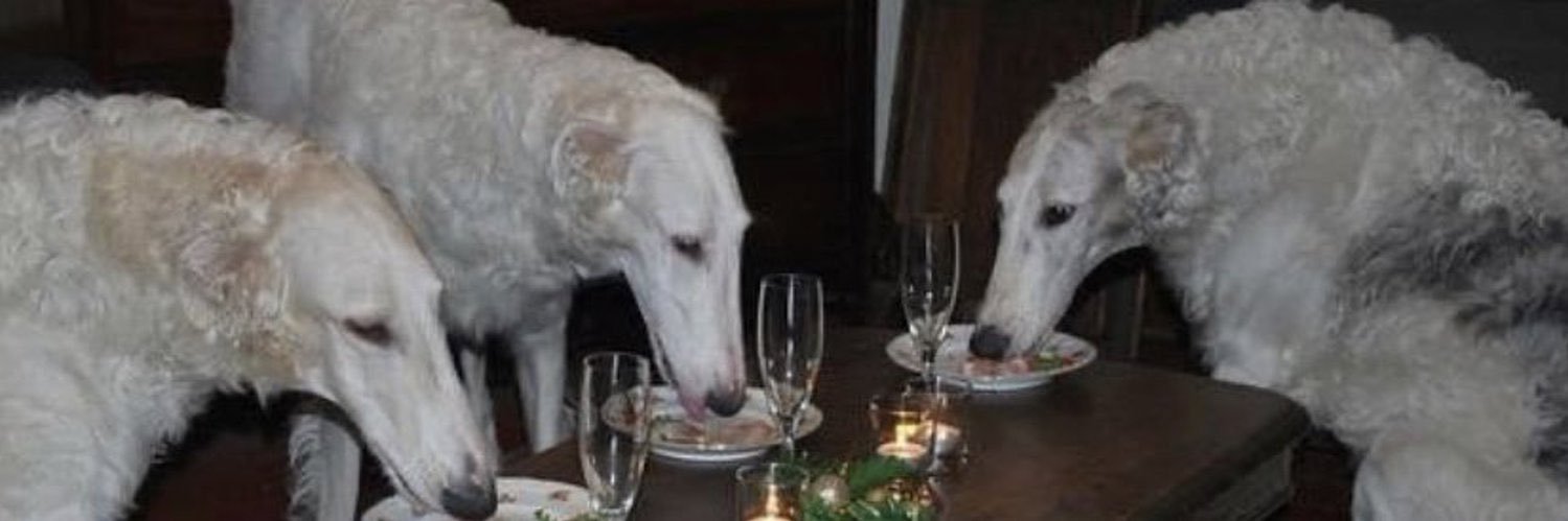 BorzoiCals's profile banner image