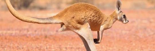 Kangaroo banner