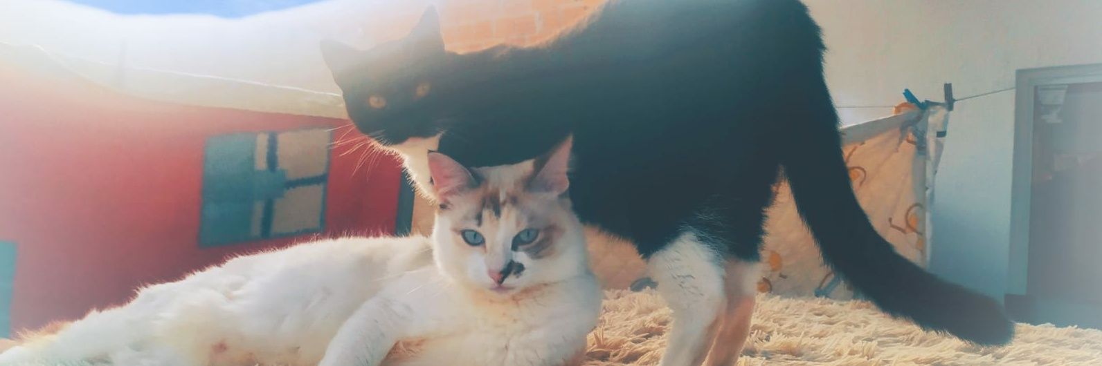 Assis Coruripe 🇧🇷 🇮🇱 banner