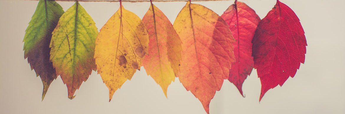 Bari Rae Rudolph banner