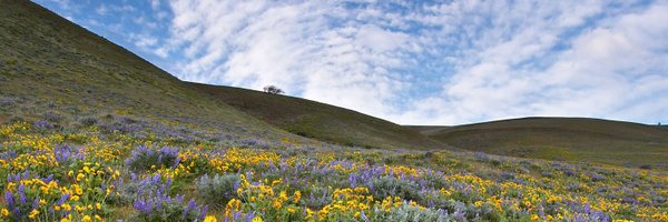 Cherba Profile Banner