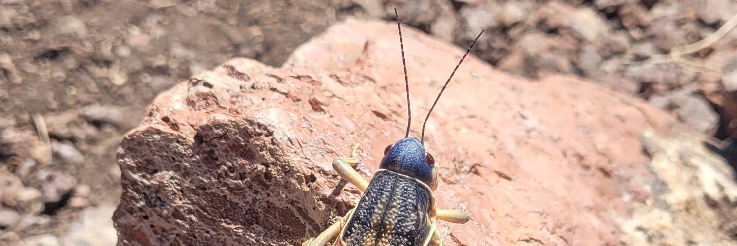 Txstbiology's profile banner image