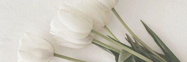 tuliptcup Profile Banner