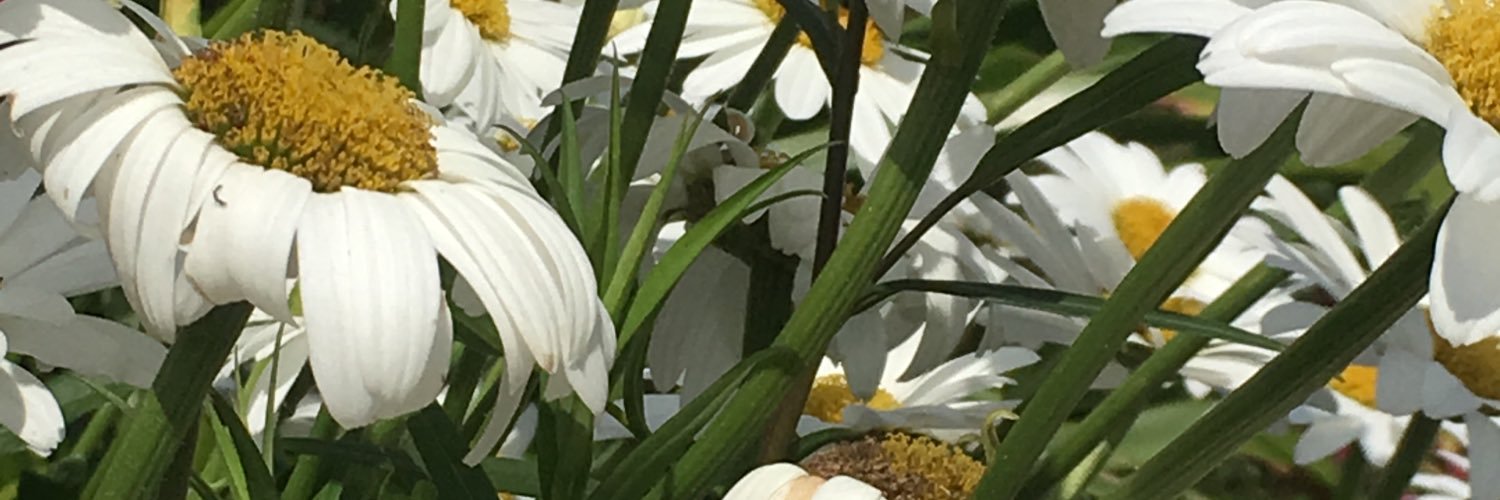 annpowell757's profile banner image