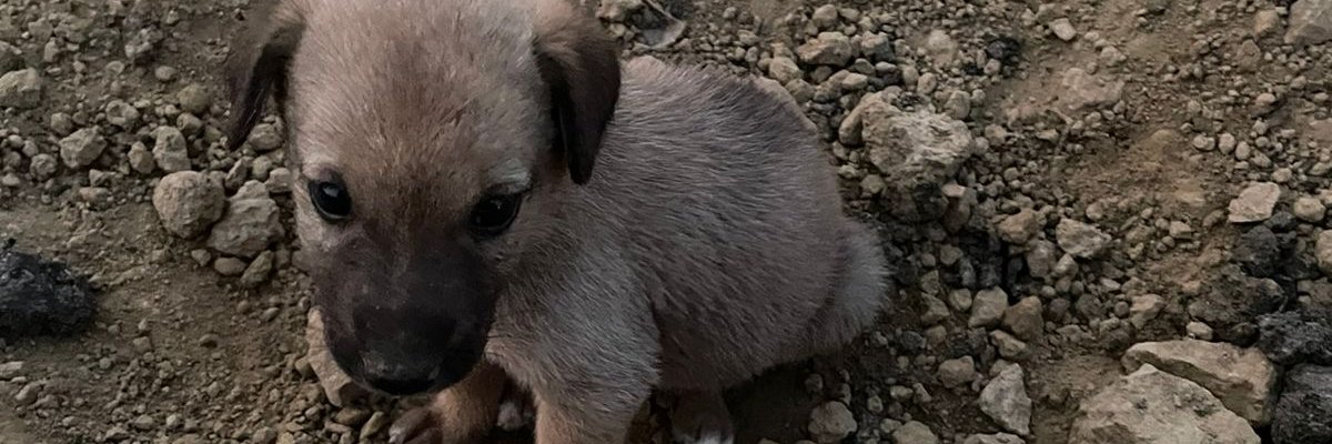 dawgssMv's profile banner image